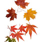 Autumn Leaves